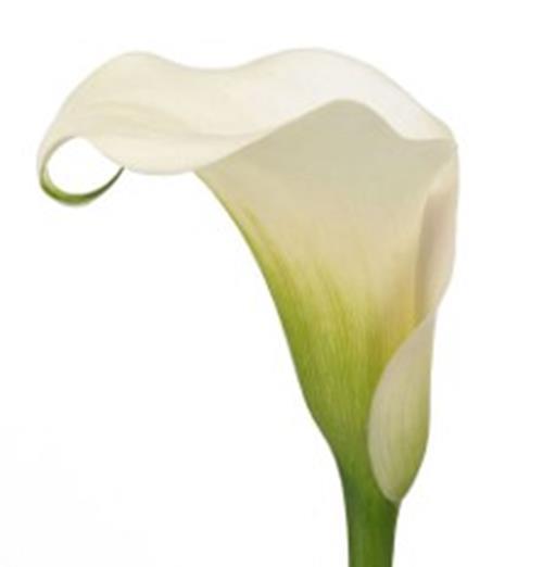VENTURA WHITE MINI CALLA